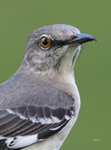 Northern Mockingbird 7153